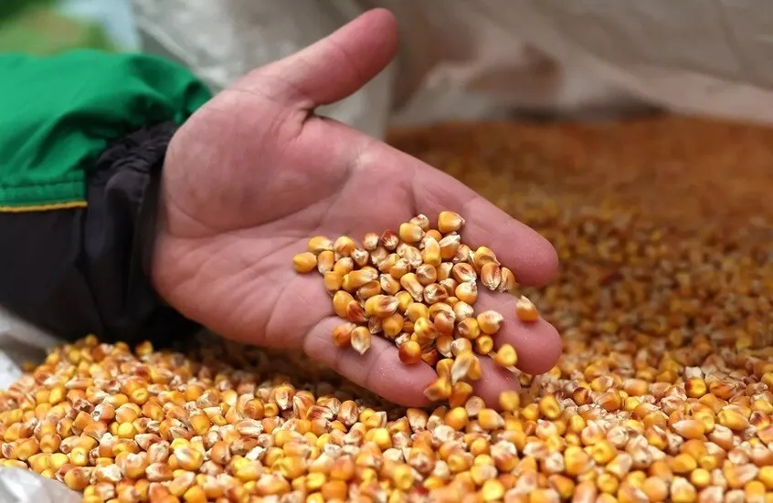 كيف ومتى فرقع “الفشار” لأول مرة؟